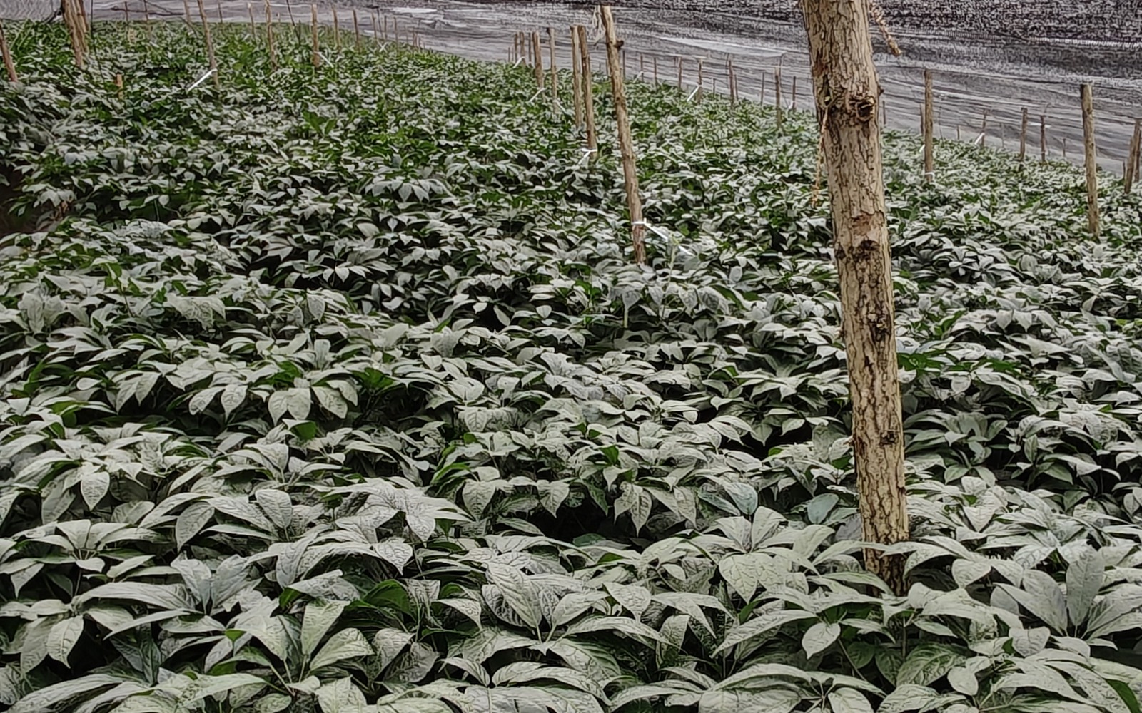 种植棚草本叶片