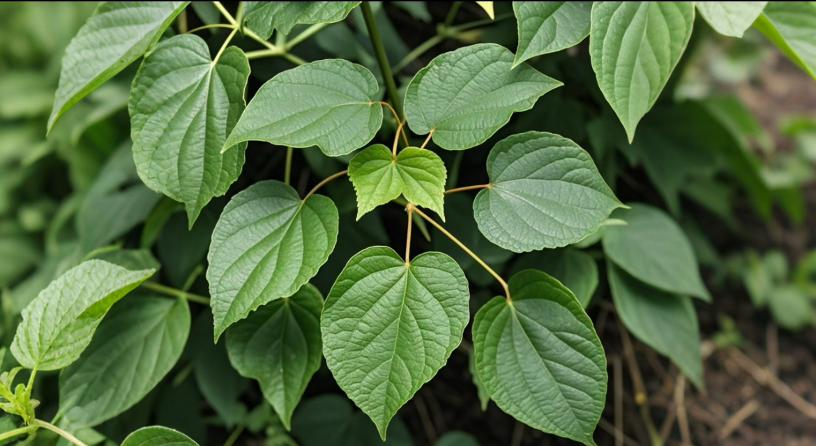 草本植物叶片
