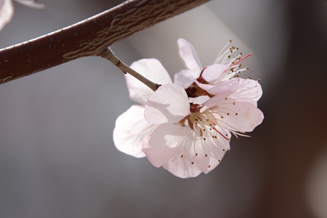 人参花