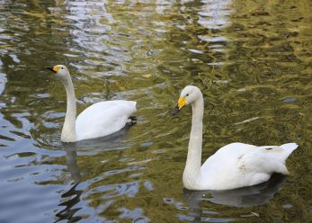 医圣张仲景重用葛根，治好颈椎