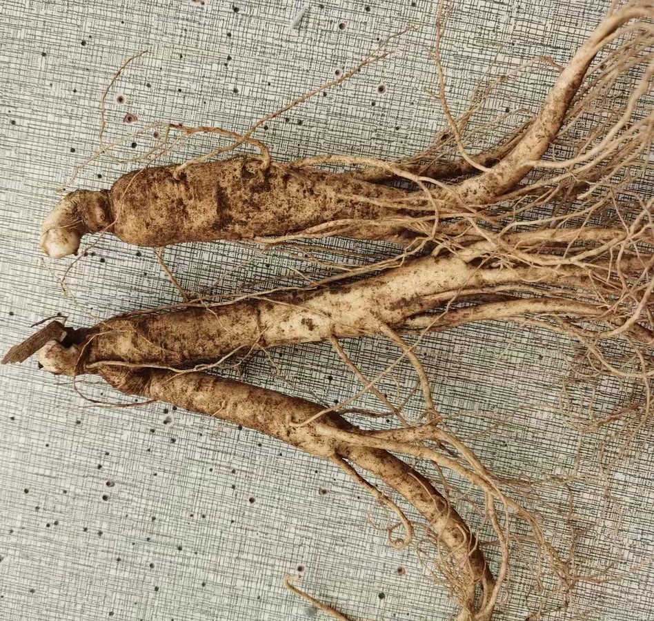 人参，可别小看它，好处多的是