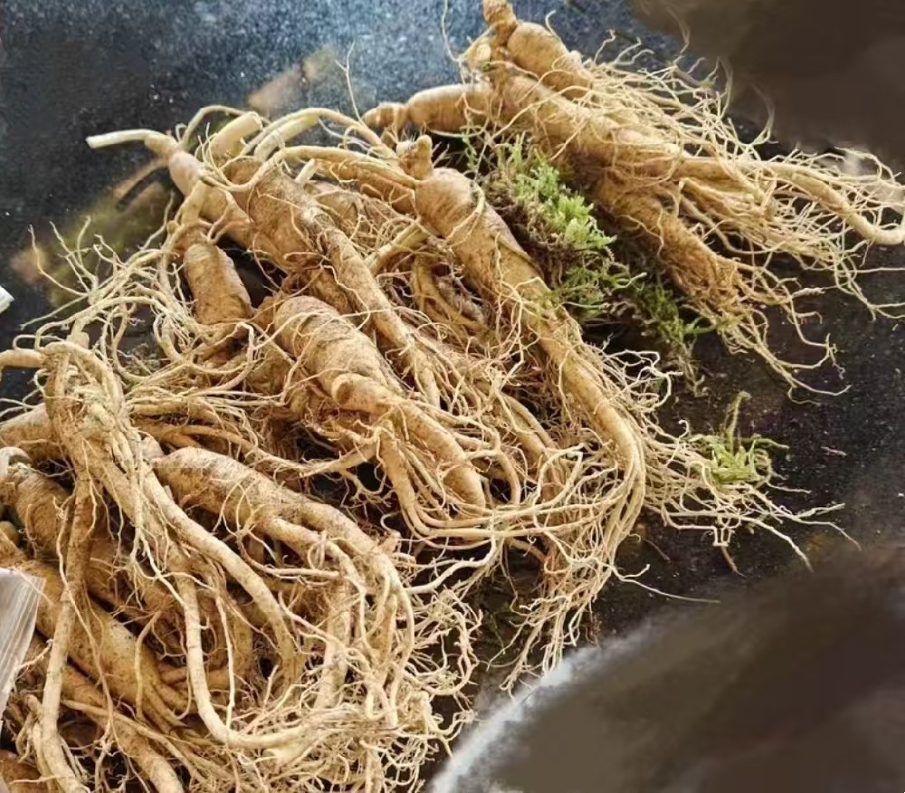 林下参和园参，如何选择？哪种更好？