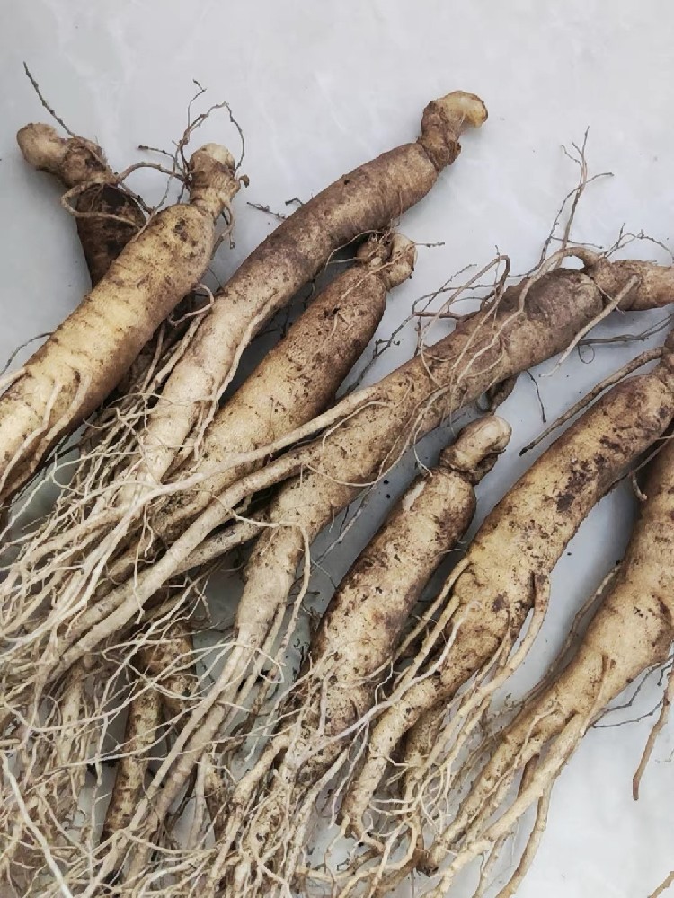 鲜人参为何是秋冬限定？