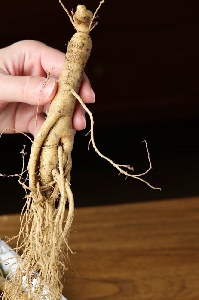 春补要选人参，给健康打基础