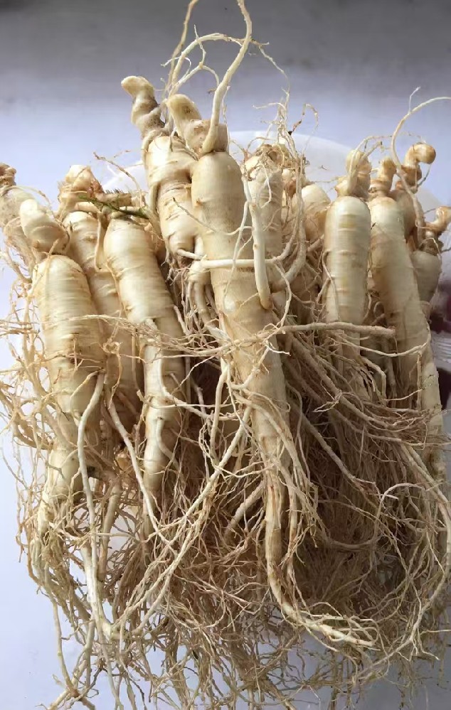 这样用人参，补回汗液流失与津液