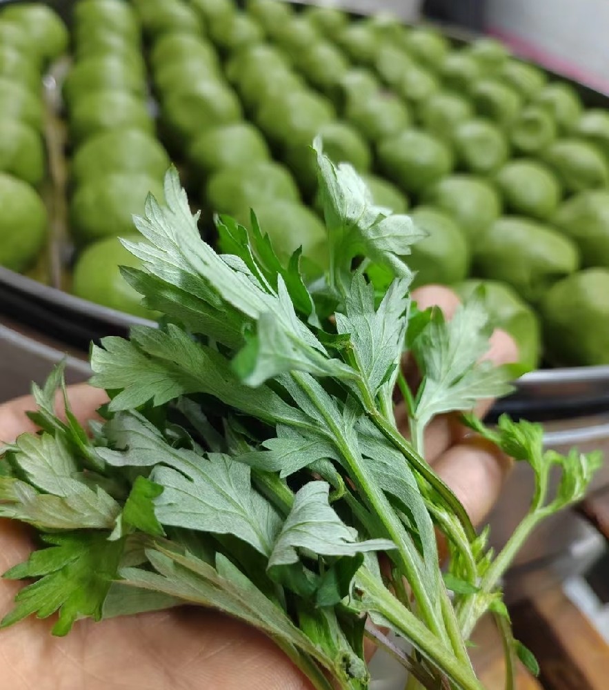 艾草养生——驱寒暖身、抑菌驱蚊