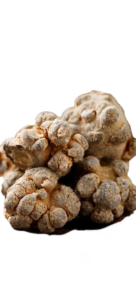 本草三七，源起云桂，认准这两个产地